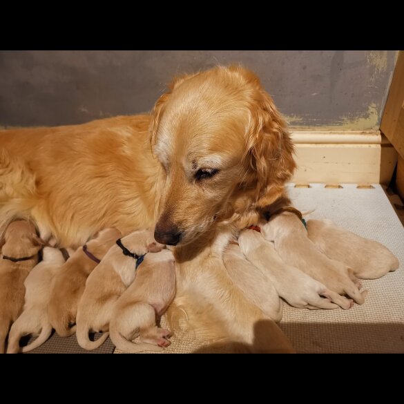Golden Retriever - Both