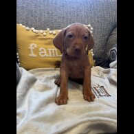 Hungarian Vizsla - Both