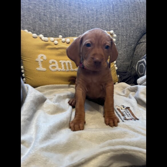 Hungarian Vizsla - Both
