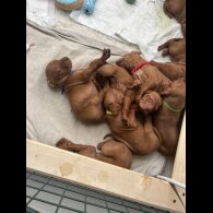 Hungarian Vizsla - Both