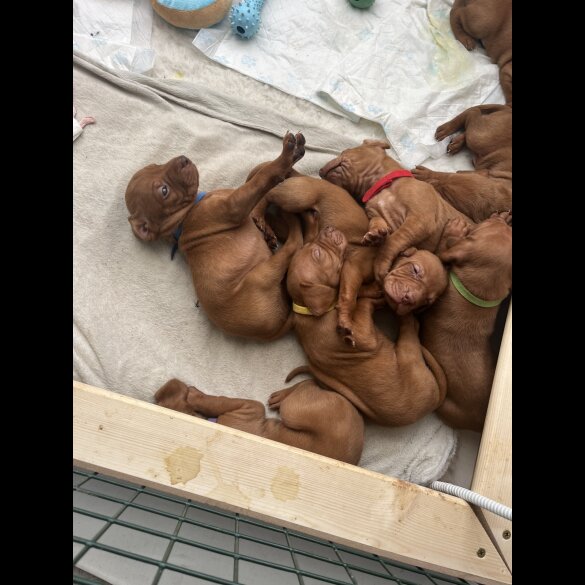 Hungarian Vizsla - Both
