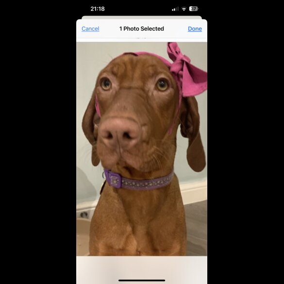 Hungarian Vizsla - Both