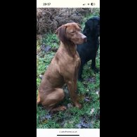 Hungarian Vizsla - Both