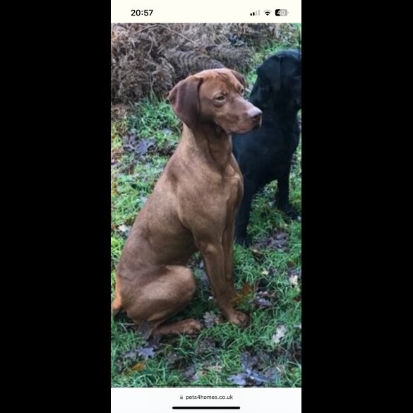 Hungarian Vizsla - Both