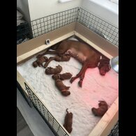 Hungarian Vizsla - Both