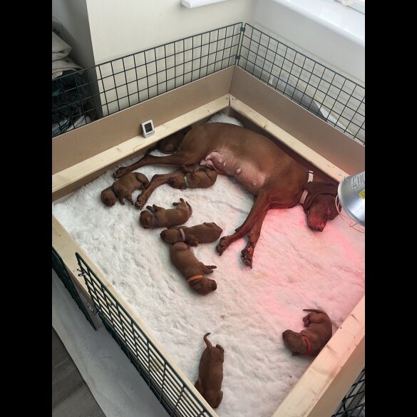 Hungarian Vizsla - Both