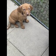 Hungarian Vizsla - Both