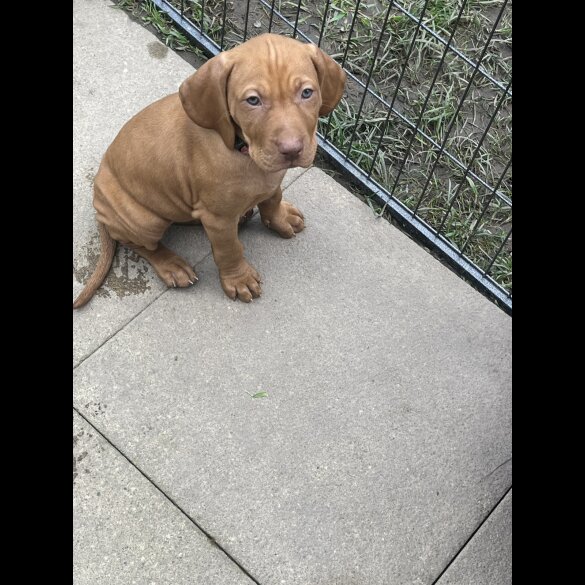 Hungarian Vizsla - Both