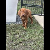 Hungarian Vizsla - Both