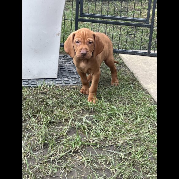 Hungarian Vizsla - Both