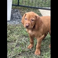 Hungarian Vizsla - Both