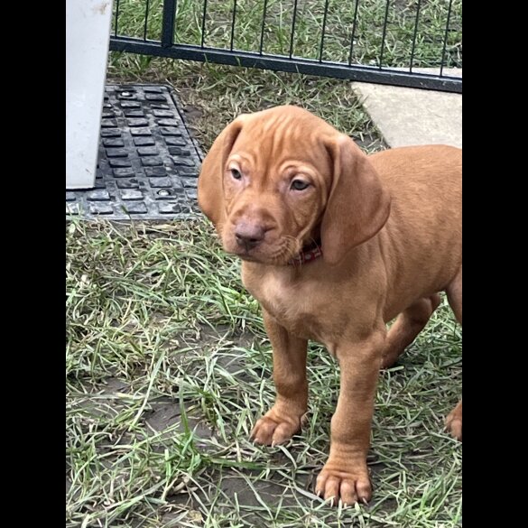 Hungarian Vizsla - Both