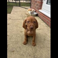 Hungarian Vizsla - Both