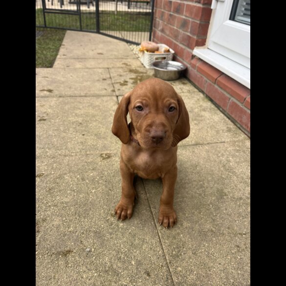 Hungarian Vizsla - Both