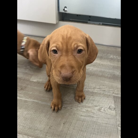 Hungarian Vizsla - Both