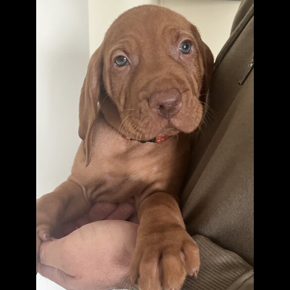 Hungarian Vizsla - Both
