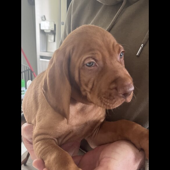 Hungarian Vizsla - Both