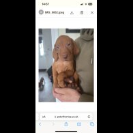 Hungarian Vizsla - Both