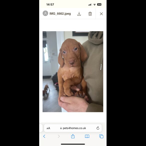 Hungarian Vizsla - Both