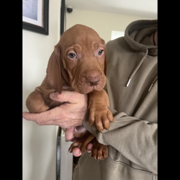 Hungarian Vizsla - Both
