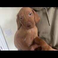 Hungarian Vizsla - Both