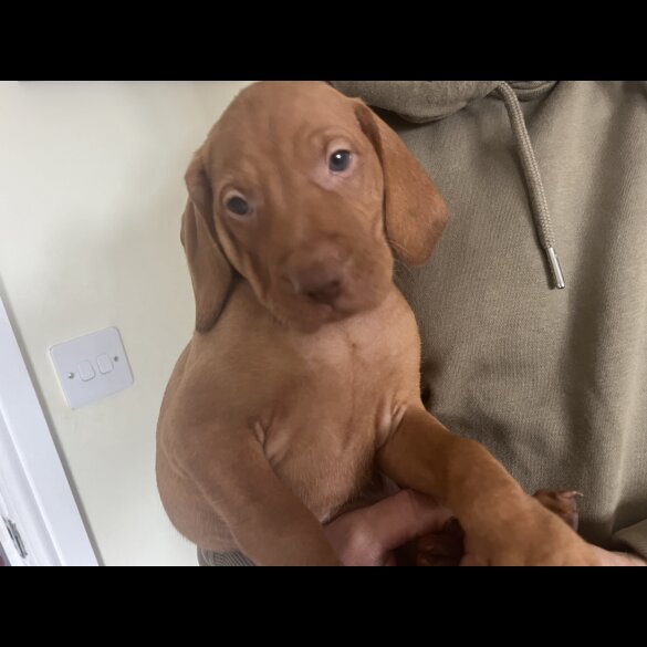 Hungarian Vizsla - Both