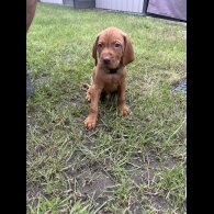 Hungarian Vizsla - Both