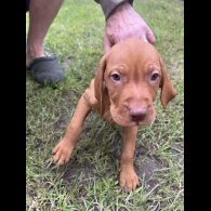 Hungarian Vizsla - Both