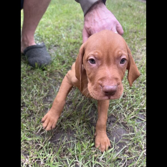 Hungarian Vizsla - Both