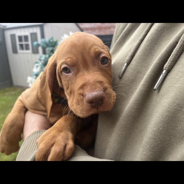 Hungarian Vizsla - Both
