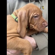 Hungarian Vizsla - Both