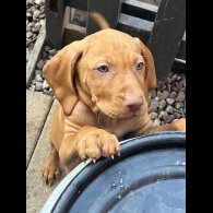 Hungarian Vizsla - Both
