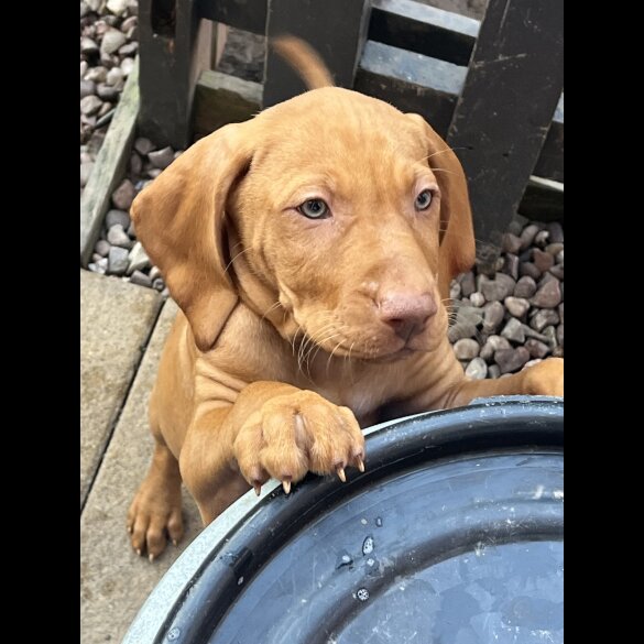 Hungarian Vizsla - Both