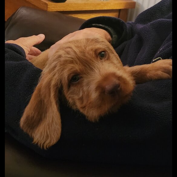Hungarian Vizsla - Both