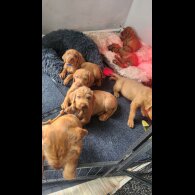 Hungarian Vizsla - Both