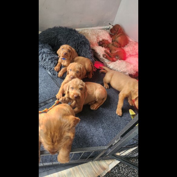 Hungarian Vizsla - Both