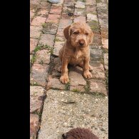 Hungarian Vizsla - Both