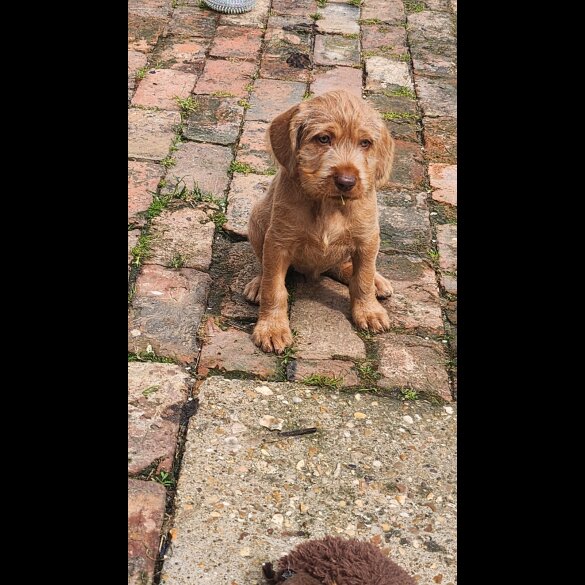 Hungarian Vizsla - Both