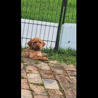 Hungarian Vizsla - Both