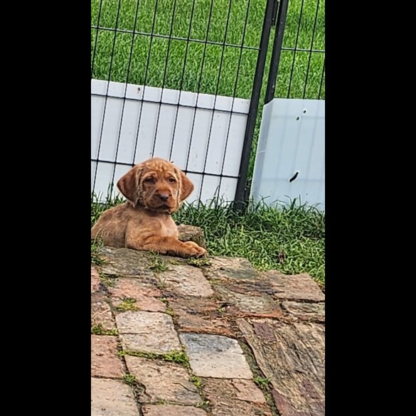 Hungarian Vizsla - Both