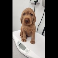 Hungarian Vizsla - Both