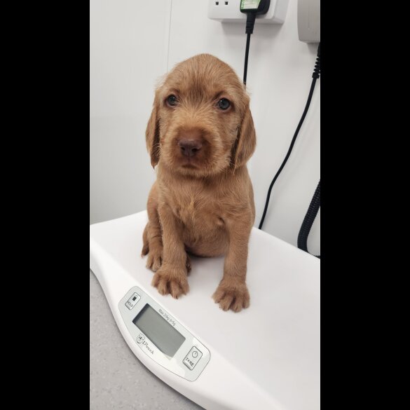 Hungarian Vizsla - Both