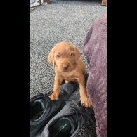 Hungarian Vizsla - Both