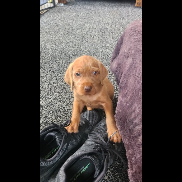 Hungarian Vizsla - Both