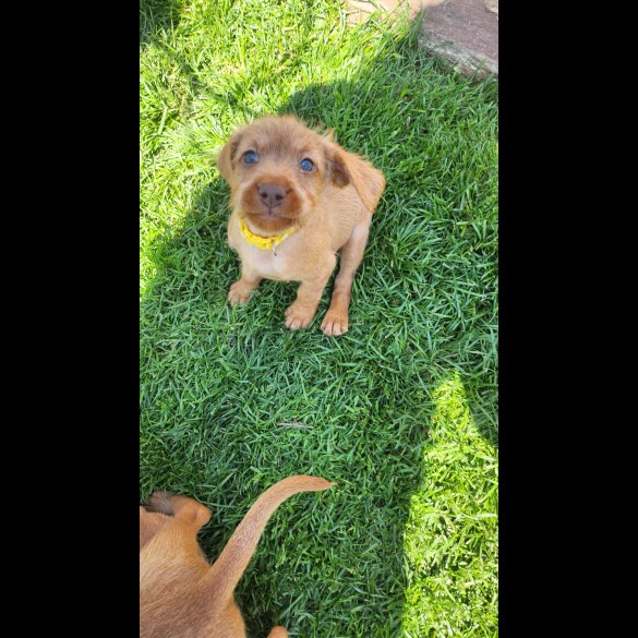 Hungarian Vizsla - Both