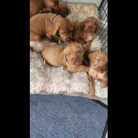 Hungarian Vizsla - Both