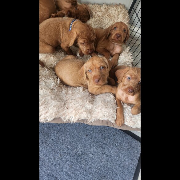 Hungarian Vizsla - Both