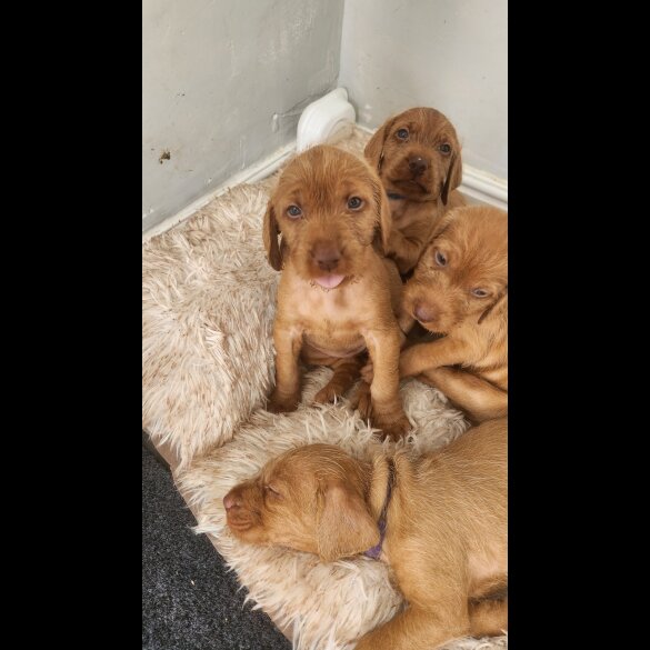 Hungarian Vizsla - Both