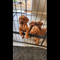 Hungarian Vizsla - Both