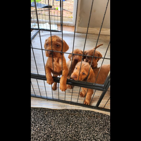 Hungarian Vizsla - Both